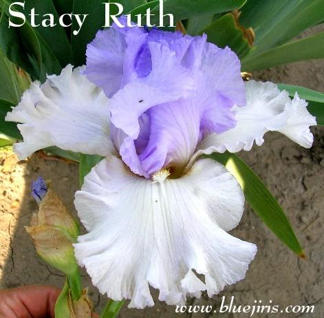 Photo of Tall Bearded Iris (Iris 'Stacy Ruth') uploaded by Calif_Sue