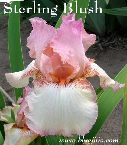 Photo of Tall Bearded Iris (Iris 'Sterling Blush') uploaded by Calif_Sue