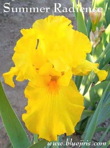 Photo of Tall Bearded Iris (Iris 'Summer Radiance') uploaded by Calif_Sue