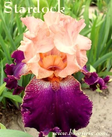 Photo of Tall Bearded Iris (Iris 'Stardock') uploaded by Calif_Sue