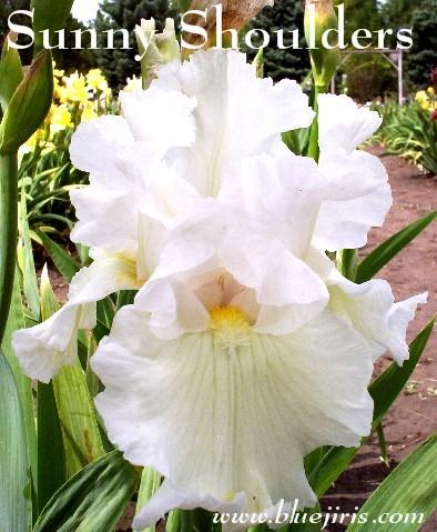 Photo of Tall Bearded Iris (Iris 'Sunny Shoulders') uploaded by Calif_Sue