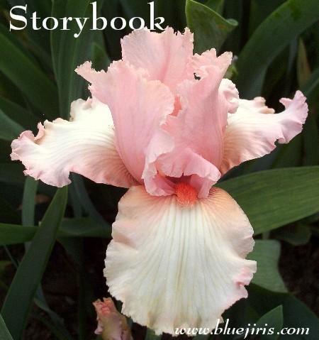 Photo of Tall Bearded Iris (Iris 'Storybook') uploaded by Calif_Sue