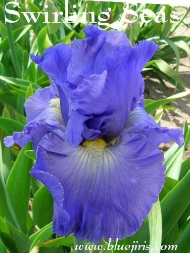 Photo of Tall Bearded Iris (Iris 'Swirling Seas') uploaded by Calif_Sue