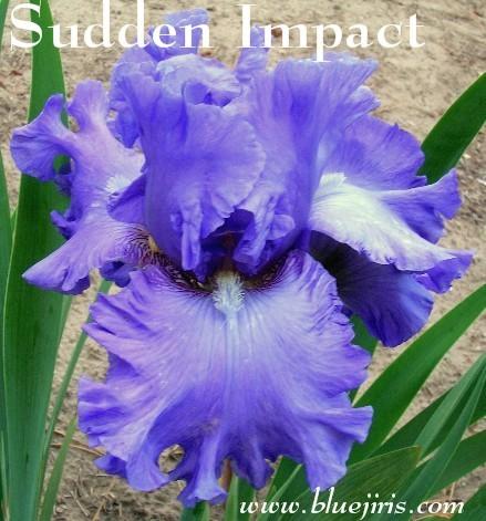 Photo of Tall Bearded Iris (Iris 'Sudden Impact') uploaded by Calif_Sue