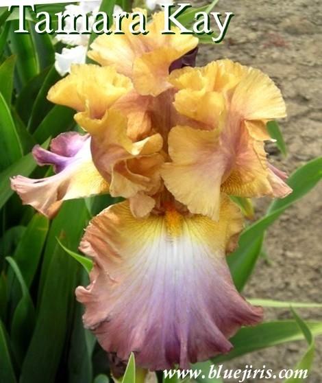 Photo of Tall Bearded Iris (Iris 'Tamara Kay') uploaded by Calif_Sue