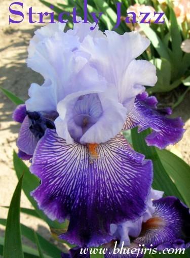 Photo of Tall Bearded Iris (Iris 'Strictly Jazz') uploaded by Calif_Sue