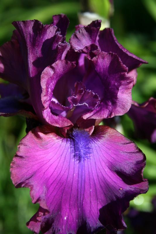 Photo of Tall Bearded Iris (Iris 'Nora Eileen') uploaded by Calif_Sue