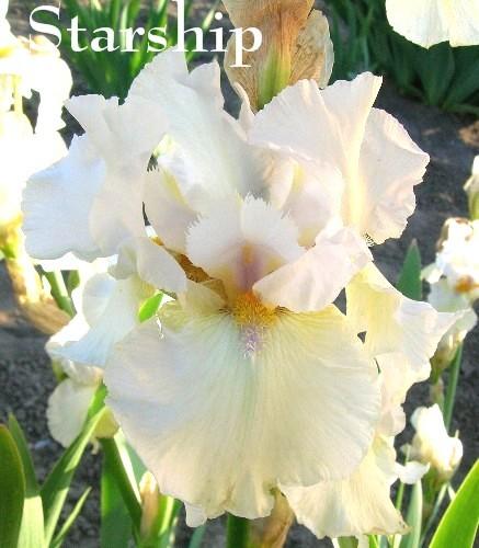 Photo of Tall Bearded Iris (Iris 'Starship') uploaded by Calif_Sue