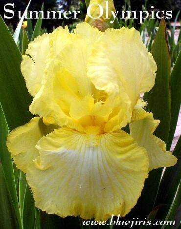 Photo of Tall Bearded Iris (Iris 'Summer Olympics') uploaded by Calif_Sue