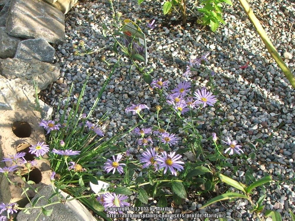 Photo of Aster (Aster x frikartii 'Monch') uploaded by Marilyn