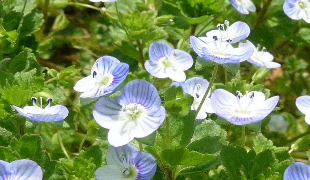 Photo of Persian Speedwell (Veronica persica) uploaded by gardengus