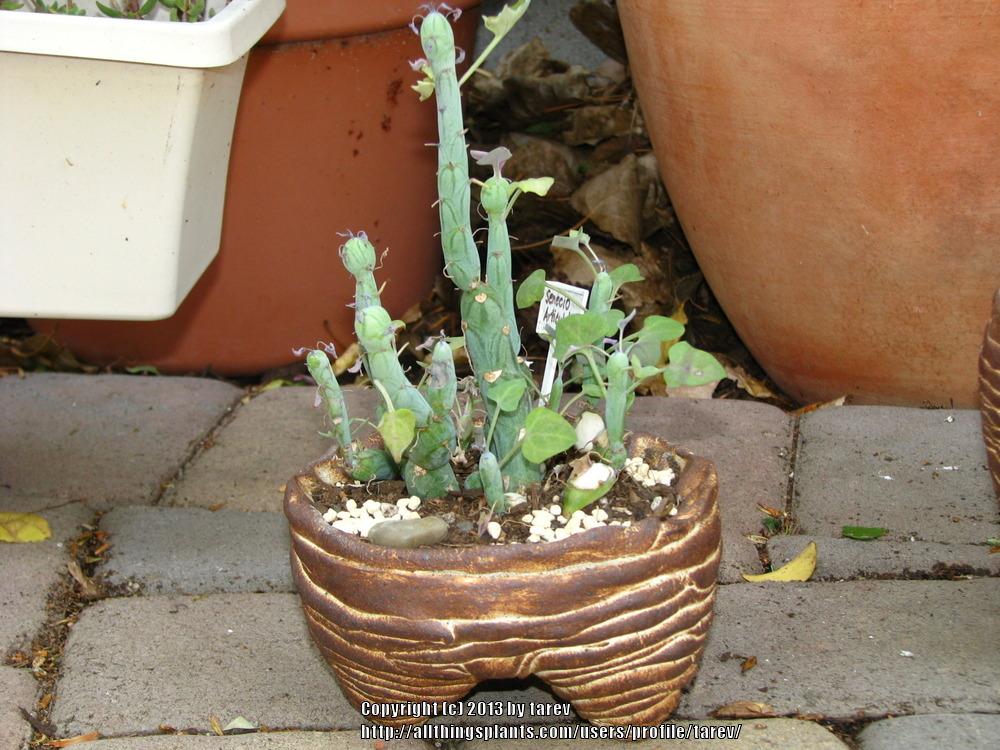 Photo of Candle Plant (Curio articulatus) uploaded by tarev