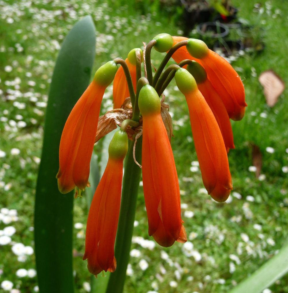 Photo of Natal Lily (Clivia caulescens) uploaded by xeronema