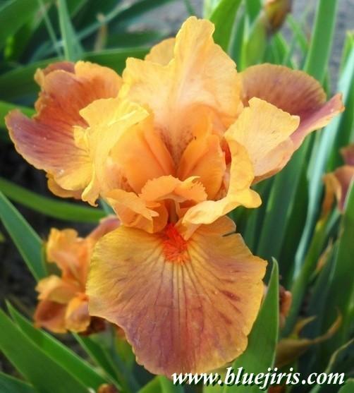 Photo of Standard Dwarf Bearded Iris (Iris 'Tiny Dancer') uploaded by Calif_Sue