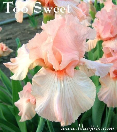 Photo of Tall Bearded Iris (Iris 'Too Sweet') uploaded by Calif_Sue