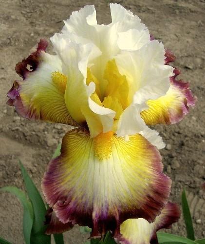 Photo of Tall Bearded Iris (Iris 'Three Ring Circus') uploaded by Calif_Sue