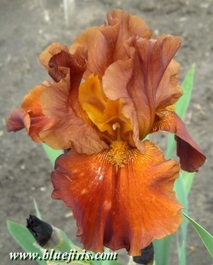 Photo of Tall Bearded Iris (Iris 'Terra Rosa') uploaded by Calif_Sue