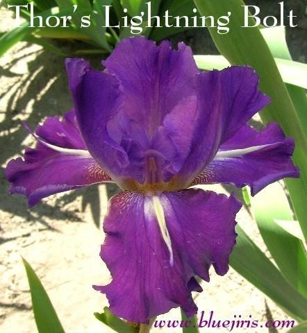 Photo of Tall Bearded Iris (Iris 'Thor's Lightning Bolt') uploaded by Calif_Sue