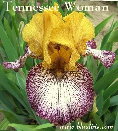 Photo of Tall Bearded Iris (Iris 'Tennessee Woman') uploaded by Calif_Sue