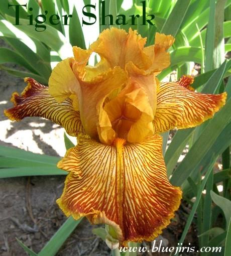 Photo of Tall Bearded Iris (Iris 'Tiger Shark') uploaded by Calif_Sue