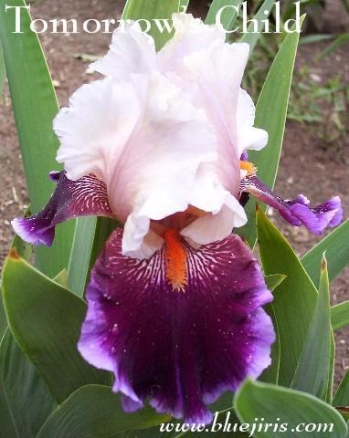 Photo of Tall Bearded Iris (Iris 'Tomorrow's Child') uploaded by Calif_Sue