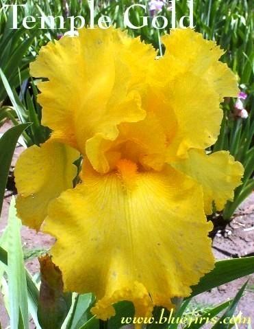 Photo of Tall Bearded Iris (Iris 'Temple Gold') uploaded by Calif_Sue