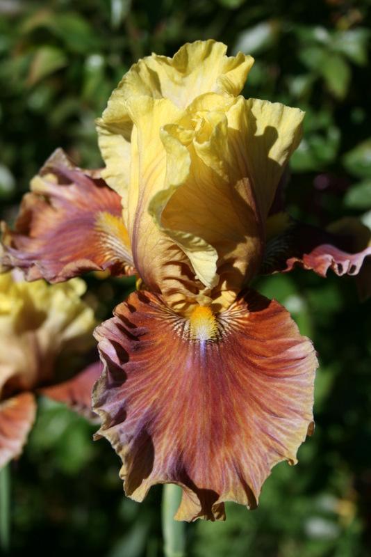 Photo of Tall Bearded Iris (Iris 'Man About Town') uploaded by Calif_Sue