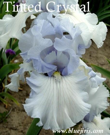 Photo of Tall Bearded Iris (Iris 'Tinted Crystal') uploaded by Calif_Sue