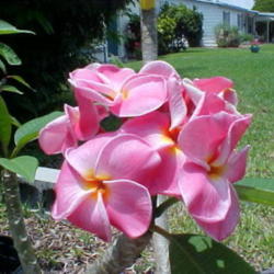 Location: Southeast Florida
Date: summer 2008