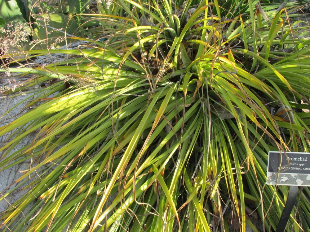 Photo of Bromeliad (Hechtia lundelliorum) uploaded by Dutchlady1