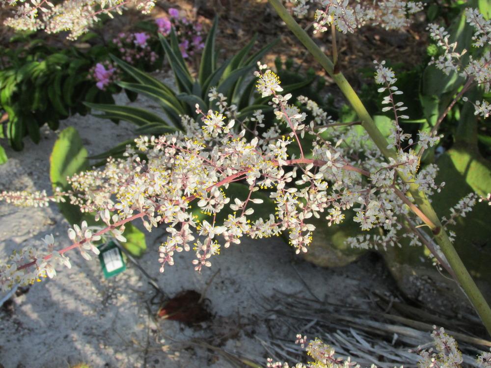 Photo of Bromeliad (Hechtia lundelliorum) uploaded by Dutchlady1