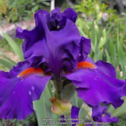 Location: Hidden Hills CA
Date: 2013-05-01
Spots in my zone 10 garden but the color is so deep and velvety