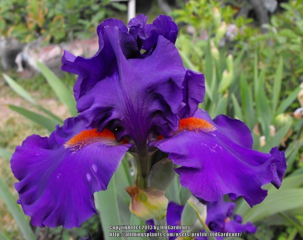 Photo of Tall Bearded Iris (Iris 'Paul Black') uploaded by OldGardener