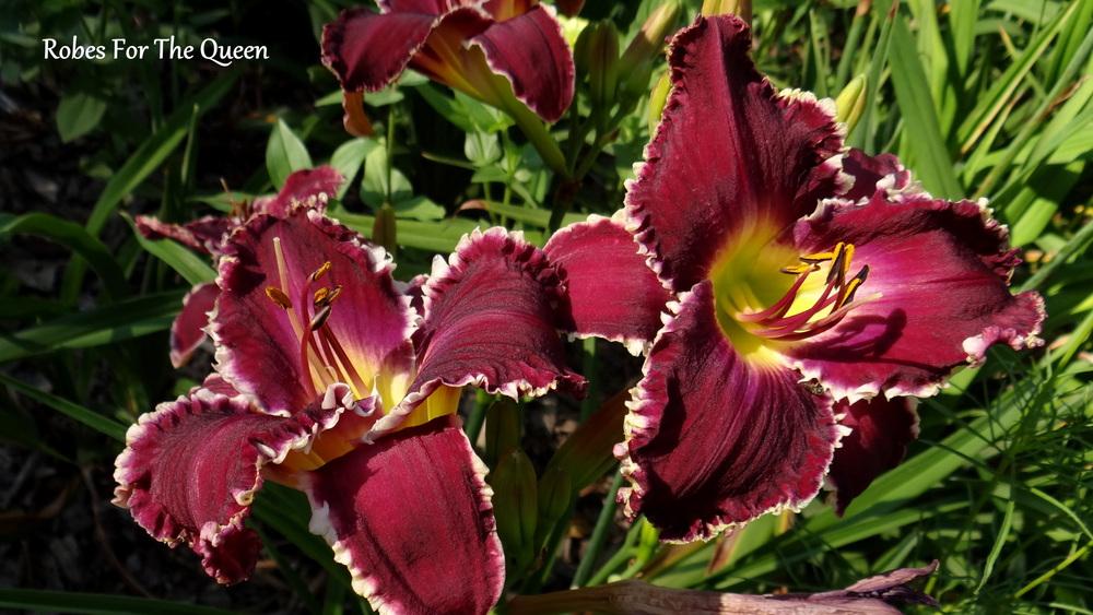 Photo of Daylily (Hemerocallis 'Robes for the Queen') uploaded by Tepelus