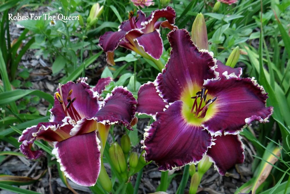 Photo of Daylily (Hemerocallis 'Robes for the Queen') uploaded by Tepelus