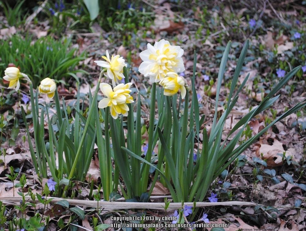 Photo of Double Daffodil (Narcissus 'Irene Copeland') uploaded by chelle