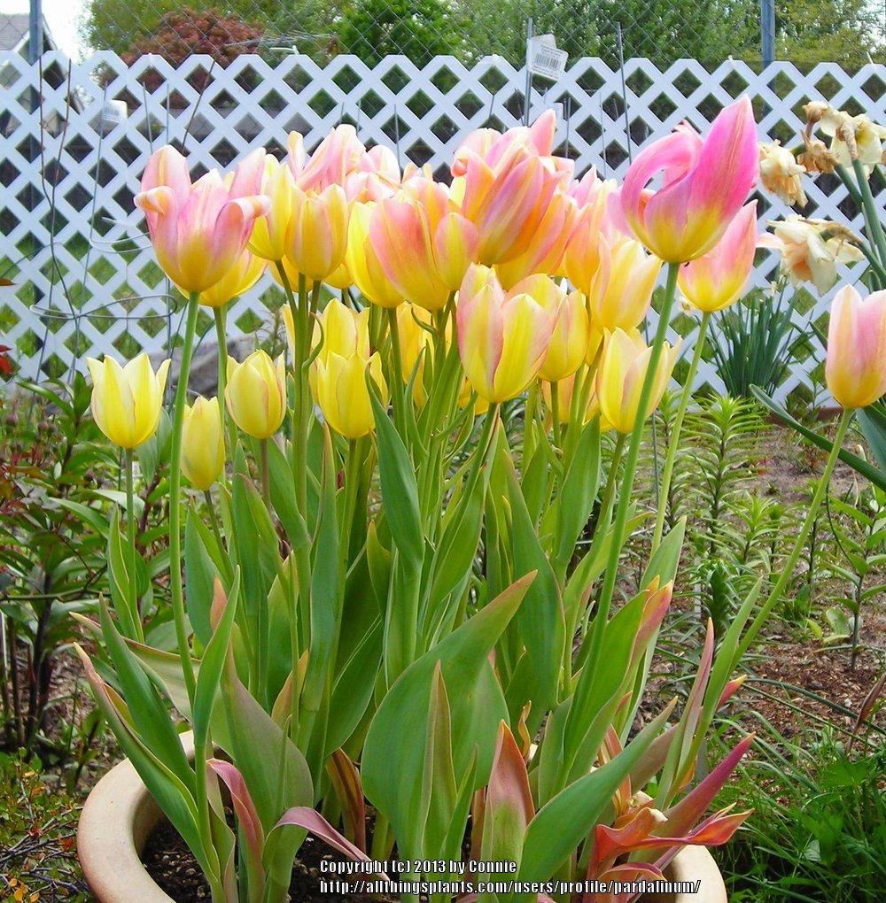 Photo of Single Late Tulip (Tulipa 'Antoinette') uploaded by pardalinum
