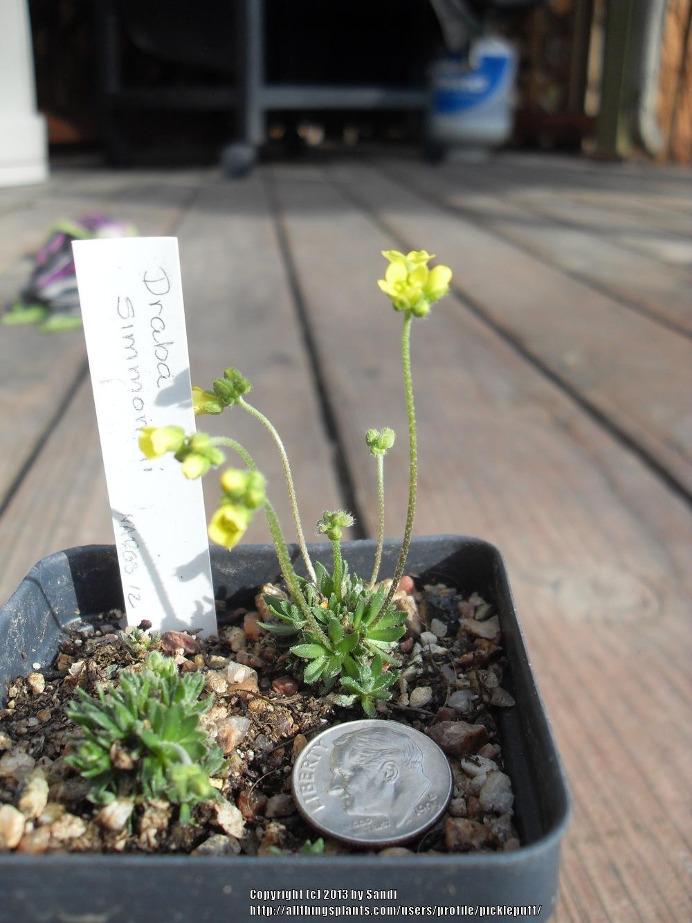 Photo of Draba simmonsii uploaded by picklepuff