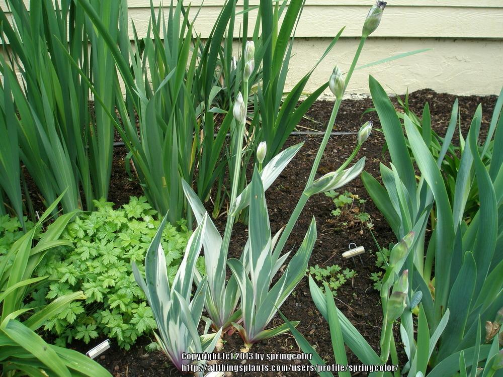 Photo of Tall Bearded Iris (Iris 'Dots and Splashes') uploaded by springcolor