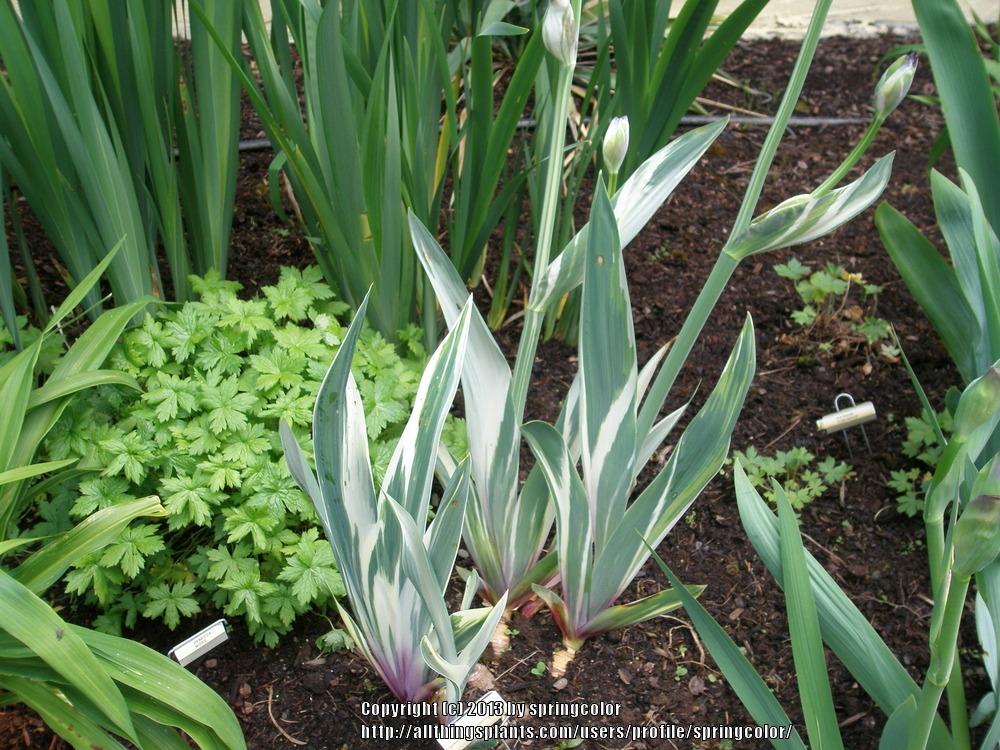 Photo of Tall Bearded Iris (Iris 'Dots and Splashes') uploaded by springcolor
