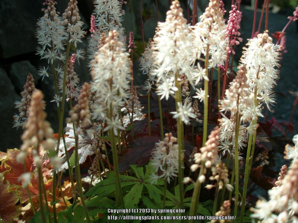 Photo of Foamflower (Tiarella 'Spring Symphony') uploaded by springcolor