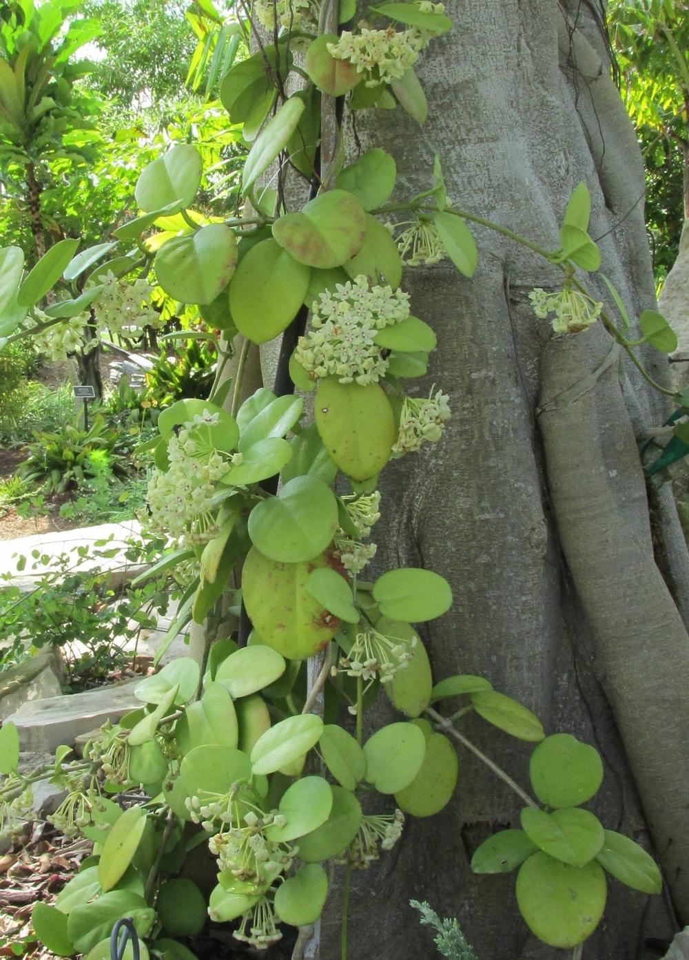 Photo of Wax Plant (Hoya australis subsp. tenuipes) uploaded by Dutchlady1