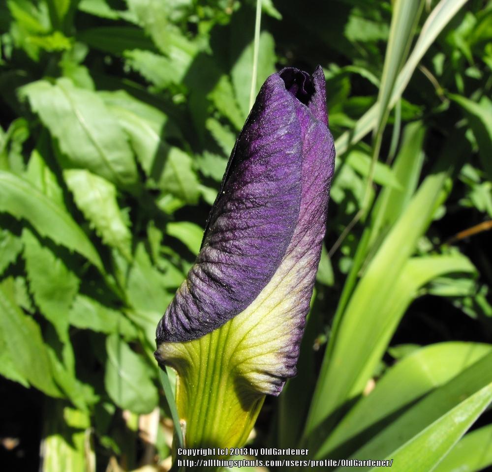 Photo of Louisiana Iris (Iris 'Black Gamecock') uploaded by OldGardener