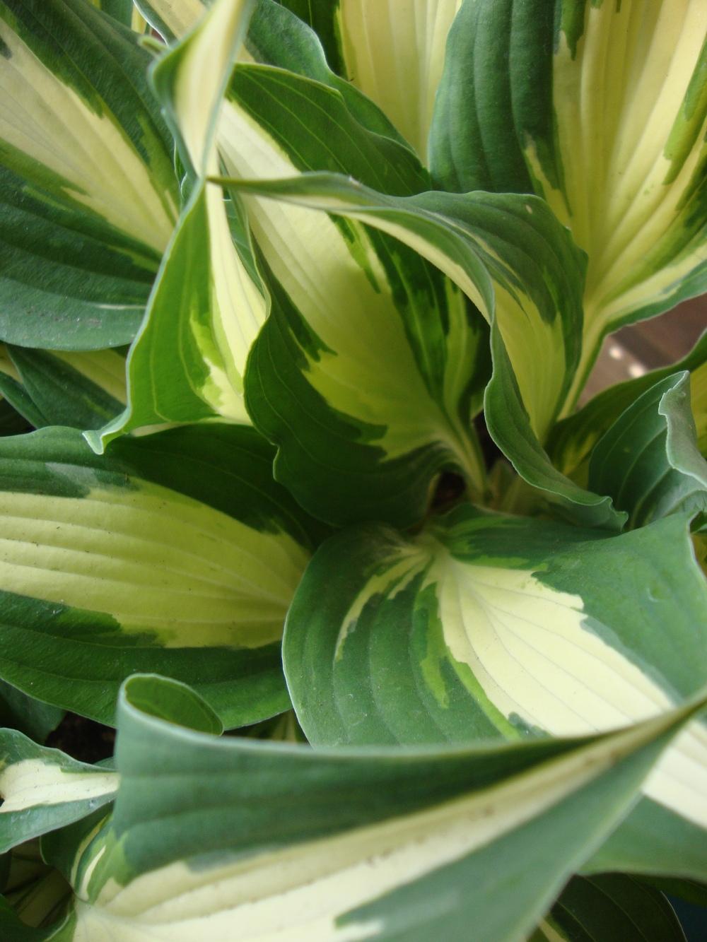 Photo of Hosta 'Night Before Christmas' uploaded by Paul2032