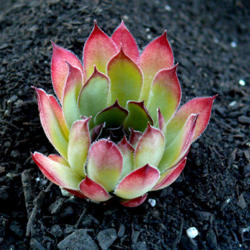 
Date: 2013-02-04
Sempervivum 'Congo' by Perennial Obsessions Nursery