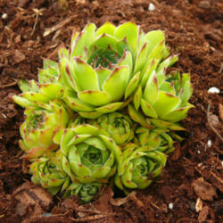 
Date: 2012-06-23
Sempervivum rupicolum by Perennial Obsessions Nursery