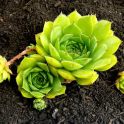 Location: Perennial Obsessions Nursery
Date: 2013-02-04
Sempervivum altum by Perennial Obsessions Nursery