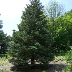 Location: Minnesota Landscape Arboretum.
Date: June
credit: SEWilco