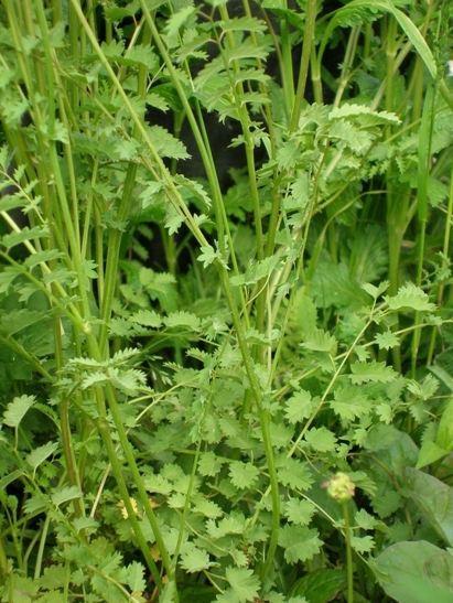 Photo of Salad Burnet (Poterium sanguisorba subsp. sanguisorba) uploaded by vic