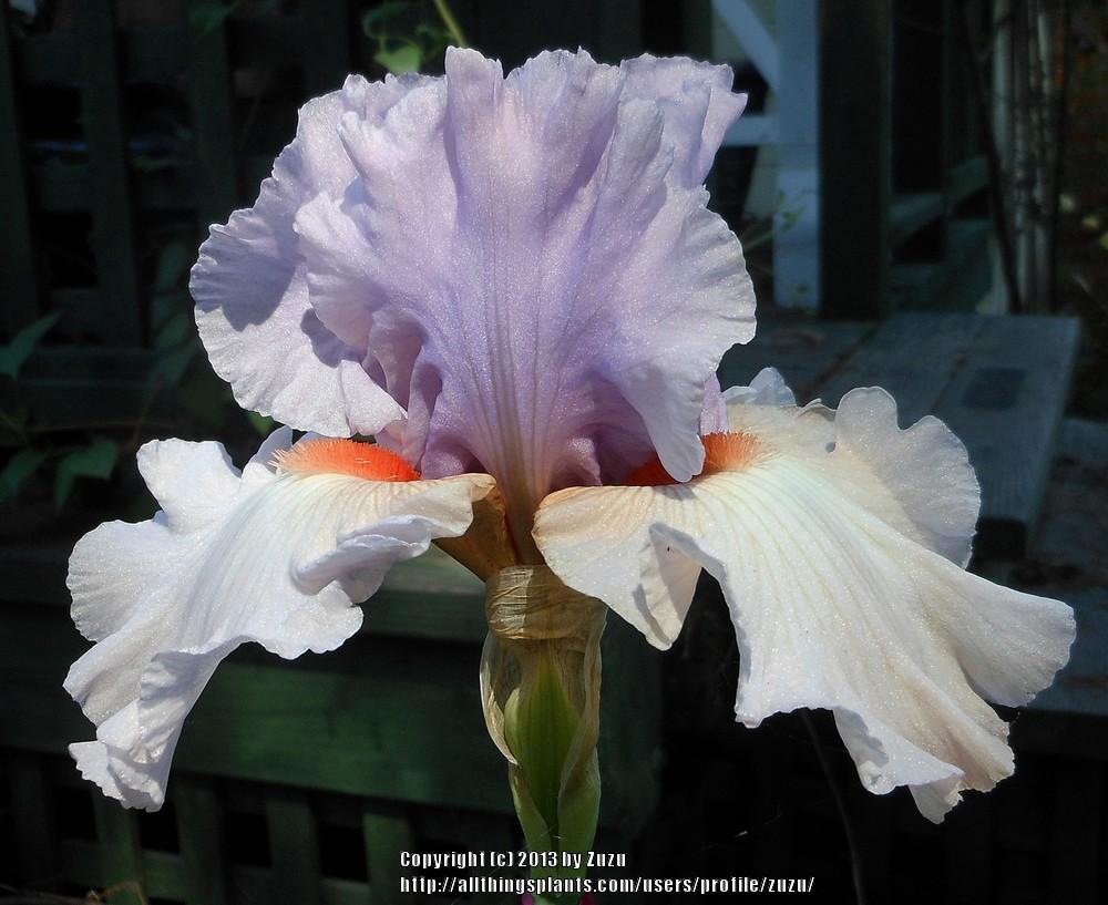 Photo of Tall Bearded Iris (Iris 'Spring Social') uploaded by zuzu